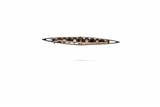 Spilla con zaffiri e diamanti - Asta Preziosi Spilla con zaffiri e diamanti - Asta Preziosi