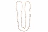 Collana di perle coltivate con chiusura in oro - Asta Preziosi Collana di perle coltivate con chiusura in oro - Asta Preziosi
